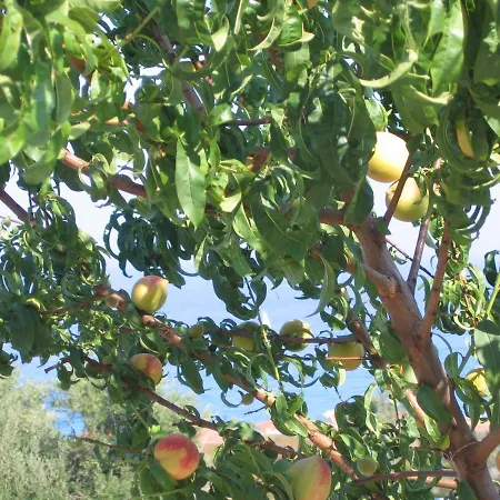 Szálloda Livadaki Village Skala (Kefalonia)