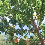 Отель Livadaki Village Skala (Kefalonia)